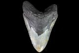Fossil Megalodon Tooth - Monster Meg Tooth #86502-1